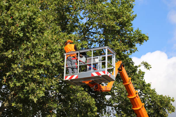 Best Tree Cabling and Bracing  in Cedarville, OH